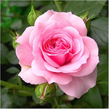The French word for pink is rose